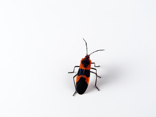 Large milkweed bug in a white background. Oncopeltus fasciatus