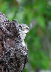 Spotted Owlet, Athene brama standing in hollow tree nest in forest park, Owl with yellow big eyes, white eyebrows and neck-band, beautiful green leaves foreground