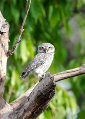 Spotted Owlet, Athene brama standing in hollow tree nest in forest park, Owl with yellow big eyes, white eyebrows and neck-band, beautiful green leaves foreground