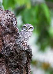 Spotted Owlet, Athene brama standing in hollow tree nest in forest park, Owl with yellow big eyes, white eyebrows and neck-band, beautiful green leaves foreground