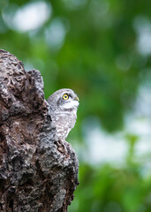 Spotted Owlet, Athene brama standing in hollow tree nest in forest park, Owl with yellow big eyes, white eyebrows and neck-band, beautiful green leaves foreground
