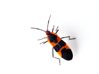 Large milkweed bug in a white background. Oncopeltus fasciatus