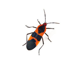 Large milkweed bug in a white background. Oncopeltus fasciatus