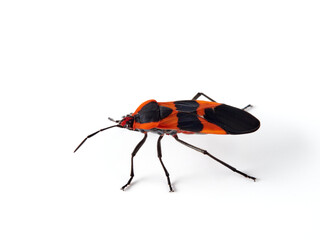 Large milkweed bug in a white background. Oncopeltus fasciatus