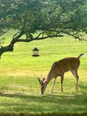 Young deer under a tree grazing on bird seed from a feeder in a grassy field