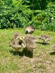 Baby ducklings learning how to find food from their mother at a sunny park in NJ