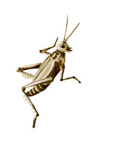 the grasshopper is sitting. Gray with green and white stripes. The paws and antennae are clearly visible. Watercolor illustration.