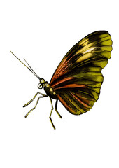 Butterfly side view. The wings are folded. Green, red, gray. Beautiful insect. Watercolor illustration.