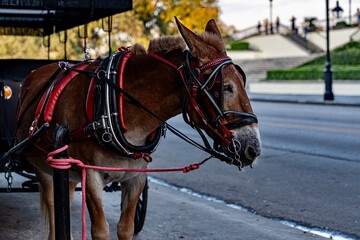 Obraz premium Horse and Carriage in New Orleans, LA