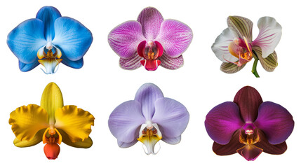 Composite of Six Vibrant Orchid Varieties on Transparent Background