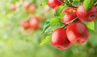 Red apples hanging on branch.