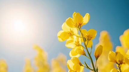A genetically modified canola plant, with its bright yellow flowers and pods filled with enhanced seeds, symbolizing bioengineered resilience and improved yield.