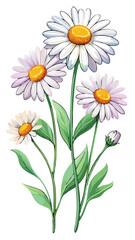 Stunning White Daisy Illustration with Yellow Center and Lush Green Leaves - Perfect for Floral Designs and Botanical Themes, Daisy Vector Illustration