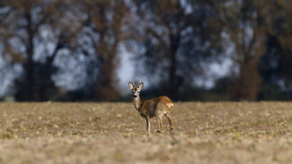 Roe deer standing on filed © Jacek