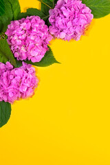 Fototapeta premium beautiful hydrangea flowers. Trendy fashion Style. Spring Summer Floral concept. Creative Minimal. Pink Blossom, Bright Color. Art