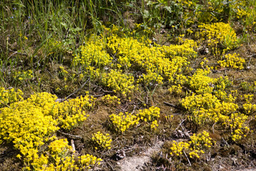 Obraz premium Russia Karelia Sedum six-row close-up
