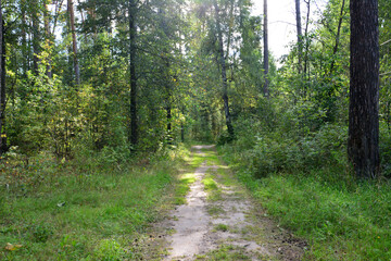 Fototapeta premium a dirt road in the woods with tall trees and sunlight coming through them 