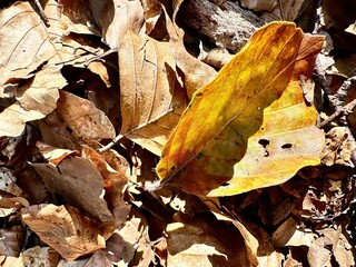Autumn forest in England with yellow leaves