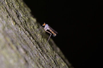 Fly Neurigona sitting on a tree trunk,