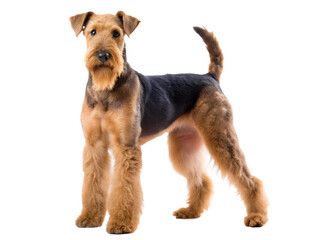 Airedale Terrier Full body isolated on white background