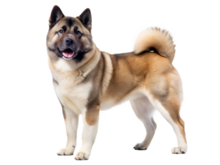 American Akita Inu standing and looking at camera, isolated on white background