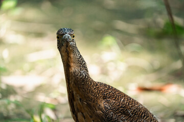 Malayan Night Heron, This Stunning Bird Showcases a Beautiful Blend of Black, White, and Brown Feathers Against a Green Grass Background, Highlighting the Rich Ecology and Wildlife of Asia