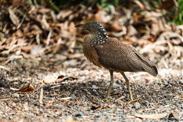 Malayan Night Heron, This Stunning Bird Showcases a Beautiful Blend of Black, White, and Brown Feathers Against a Green Grass Background, Highlighting the Rich Ecology and Wildlife of Asia
