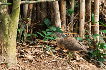 Malayan Night Heron, This Stunning Bird Showcases a Beautiful Blend of Black, White, and Brown Feathers Against a Green Grass Background, Highlighting the Rich Ecology and Wildlife of Asia