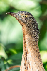 Malayan Night Heron, This Stunning Bird Showcases a Beautiful Blend of Black, White, and Brown Feathers Against a Green Grass Background, Highlighting the Rich Ecology and Wildlife of Asia