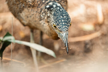 Malayan Night Heron, This Stunning Bird Showcases a Beautiful Blend of Black, White, and Brown Feathers Against a Green Grass Background, Highlighting the Rich Ecology and Wildlife of Asia
