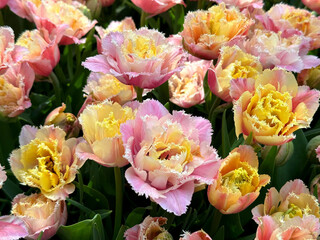 Tulips beautiful fringed pink yellow flowers