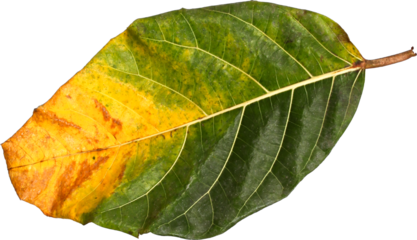 Autumn leaf isolated on a white background. Close-up.