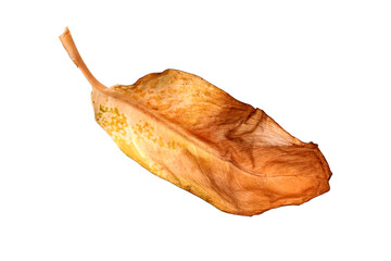 Autumn leaf isolated on a white background. Close-up.