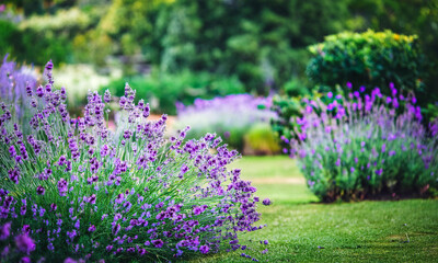 Obraz premium colorful garden; beautiful green natural background; outdoor photography