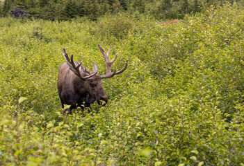 Bull Alaska Yukon Moose in Early Autumn in Alaska