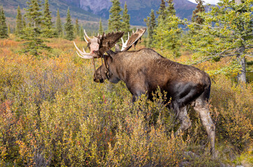 Alaska Yukon Bull Moose in Denali National Park Alaska in Autumn