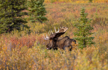 Alaska Yukon Bull Moose in Denali National Park Alaska in Autumn
