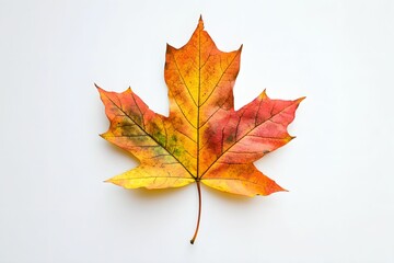 Fototapeta premium Pressed Colorful Autumn Leaf on White Background, nature, flat, organic, texture