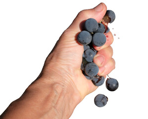 Pressing grapes by hand. Female hand squeezing grape juice. Human hand crushes a handful of blue...