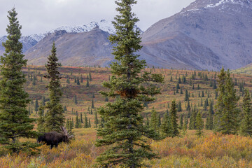 Alaska Yukon Bull Moose in Denali National Park Alaska in Autumn