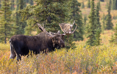 Alaska Yukon Bull Moose in Denali National Park Alaska in Autumn