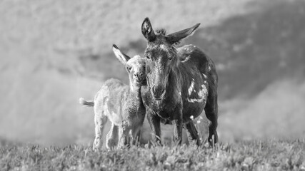 Baby Donkey Cuddling With Its Mother