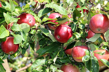 Big apple on trees in a vegetable fruit garden. Autumn seasonal harvest. red ripe apples on a branch in orchard. Organic farming, gardening, vegetarian eco food