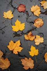 Bright Autumn Leaves on Wet Asphalt Background for Design, Wallpaper, and Creativity