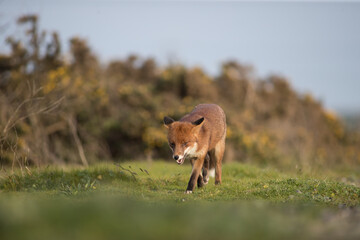 Red fox (Vulpes vulpes) is the largest of the true foxes and one of the most widely distributed...