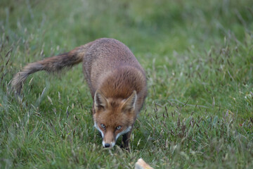 Red fox (Vulpes vulpes) is the largest of the true foxes and one of the most widely distributed members of the order Carnivora