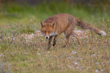 Red fox (Vulpes vulpes) is the largest of the true foxes and one of the most widely distributed...