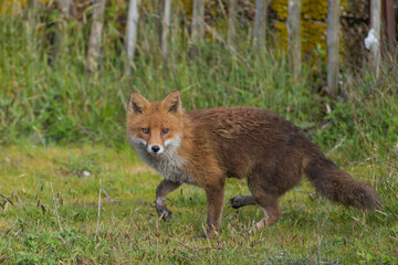 Red fox (Vulpes vulpes) is the largest of the true foxes and one of the most widely distributed members of the order Carnivora