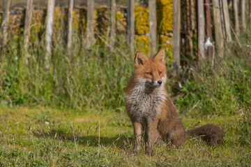 Red fox (Vulpes vulpes) is the largest of the true foxes and one of the most widely distributed...