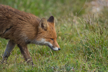 Red fox (Vulpes vulpes) is the largest of the true foxes and one of the most widely distributed members of the order Carnivora